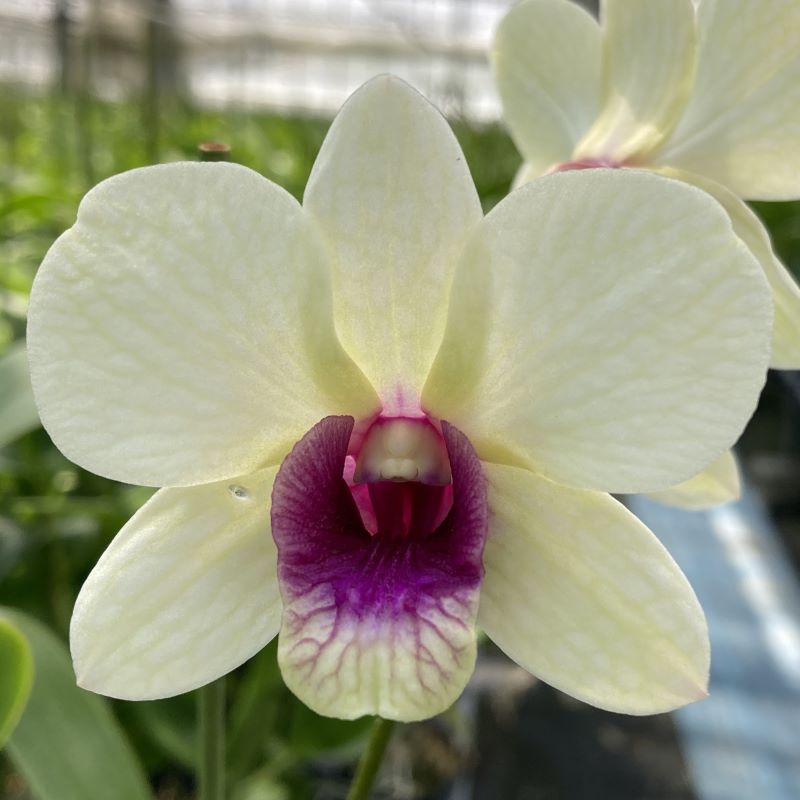 デンファレ（洋蘭）5本立　鉢物　☆品種おまかせ（15種以上より） ※離島不可