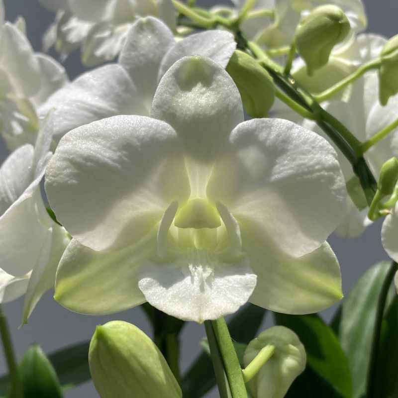 デンファレ（洋蘭）5本立　鉢物　白系　☆品種おまかせ　※離島不可