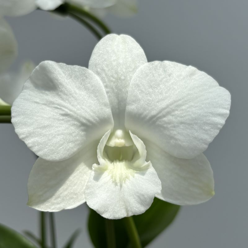 デンファレ（洋蘭）5本立　鉢物　白系　☆品種おまかせ　※離島不可