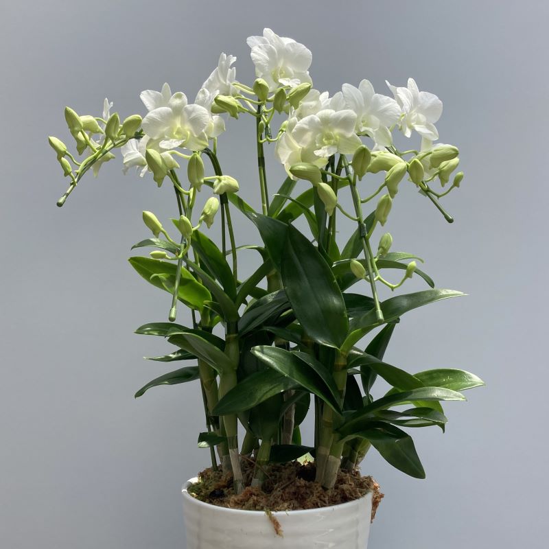 デンファレ（洋蘭）5本立　鉢物　白系　☆品種おまかせ　※離島不可