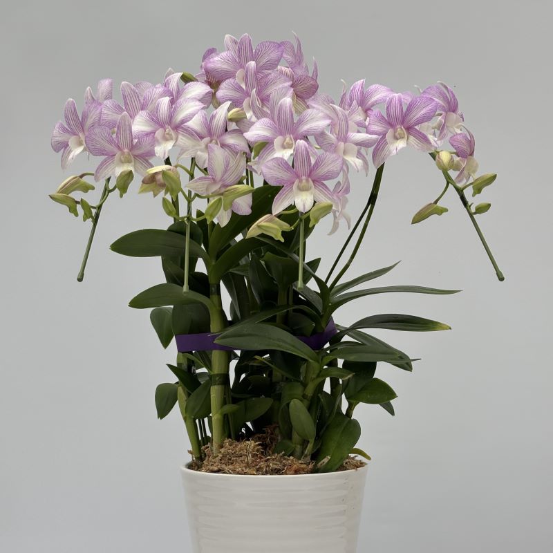 デンファレ（洋蘭）5本立　鉢物　ストライプ143　※離島不可