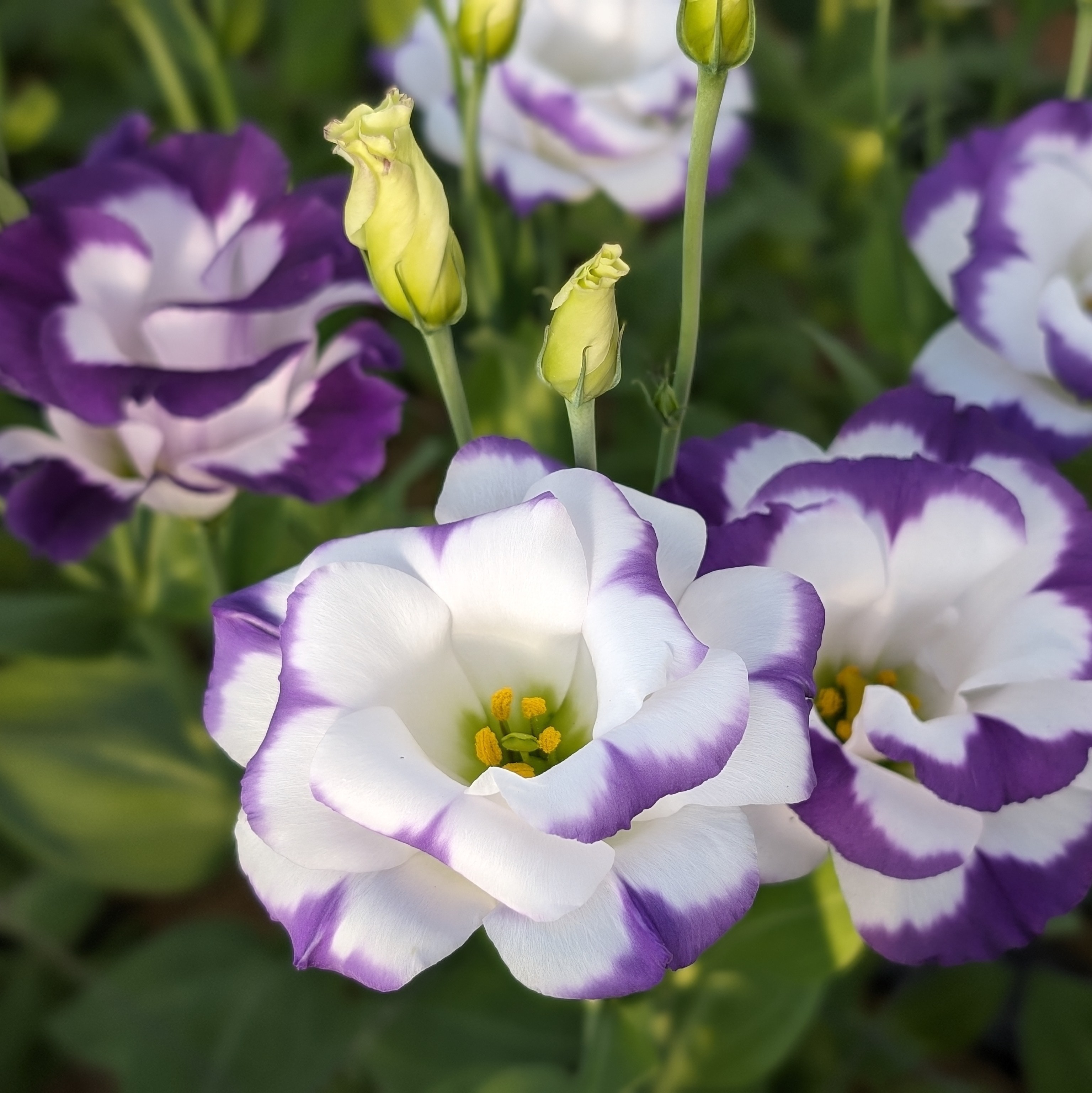 トルコキキョウ　海ほのか  60cm30本